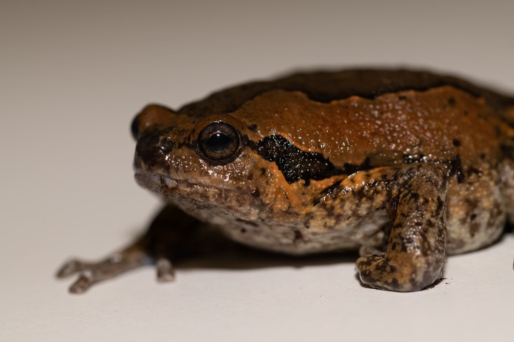 Amphibians – Cold Blooded Kingdom