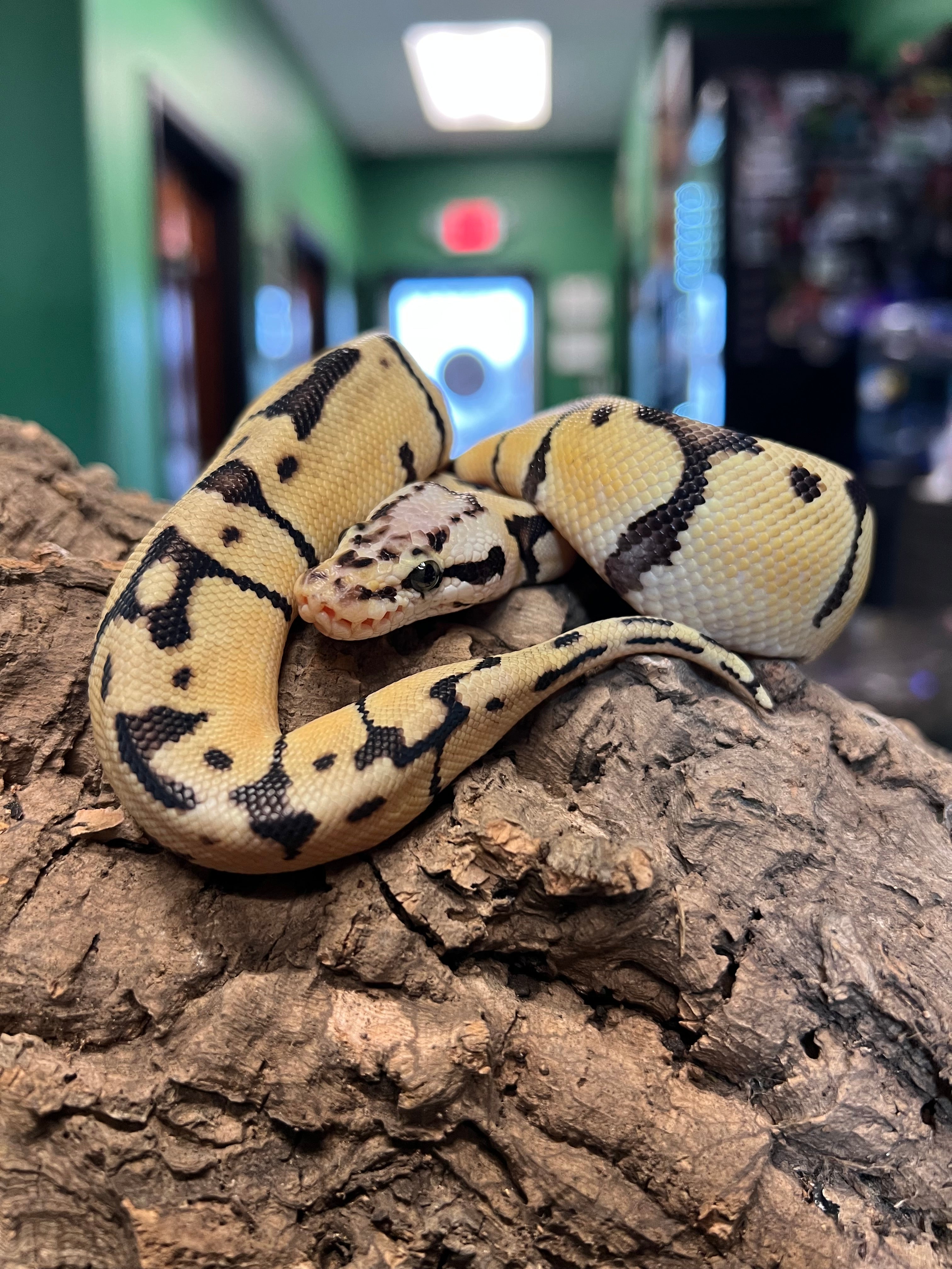 Bumblebee Asphalt Ball Python-Male – Cold Blooded Kingdom