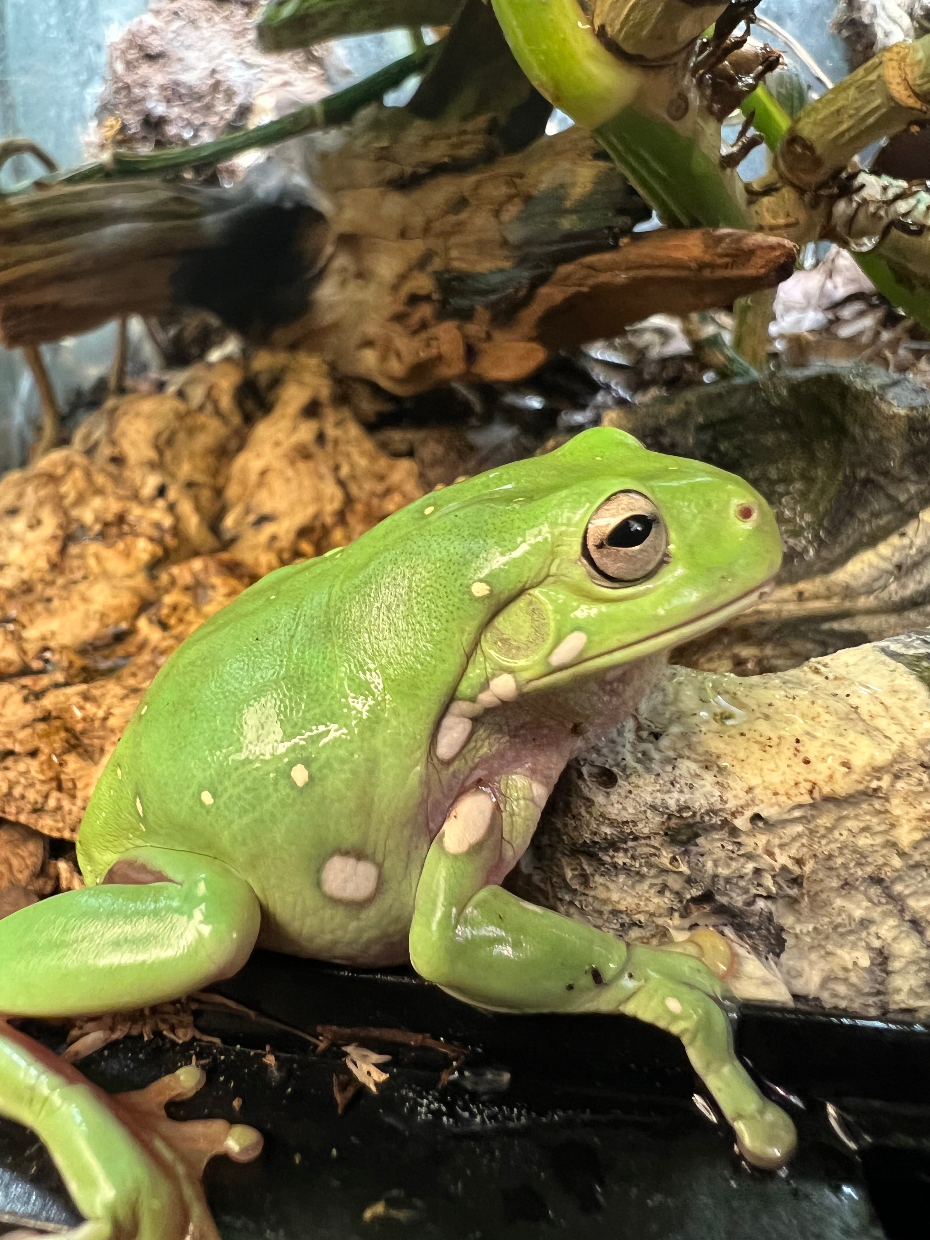 White’s Tree Frog Cold Blooded Kingdom