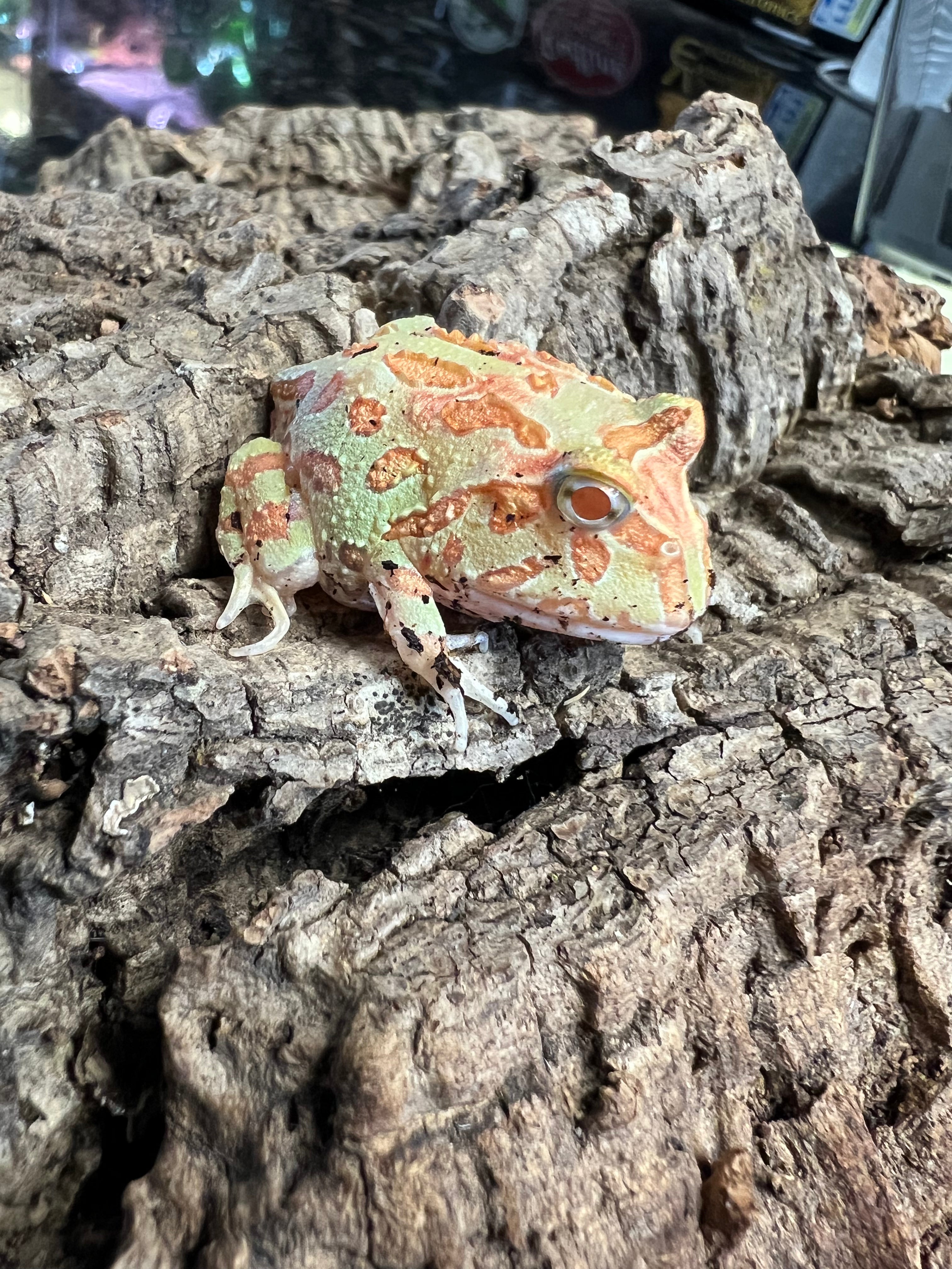 Albino Pacman Frog Cold Blooded Kingdom