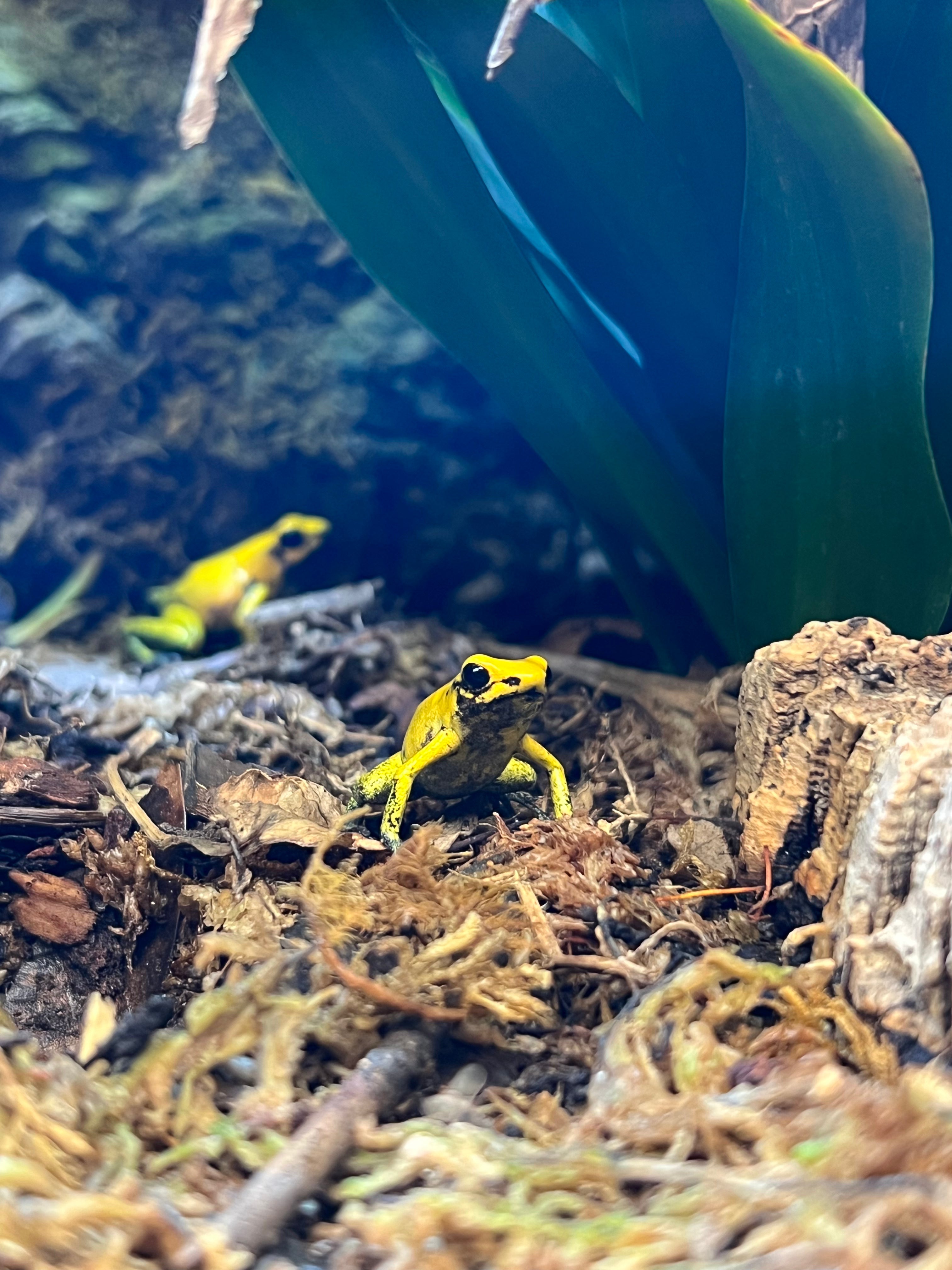Golden Poison Dart Frog (Phyllobates terribilis) Cold Blooded Kingdom