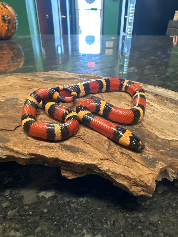 Apricot Pueblan Milksnake