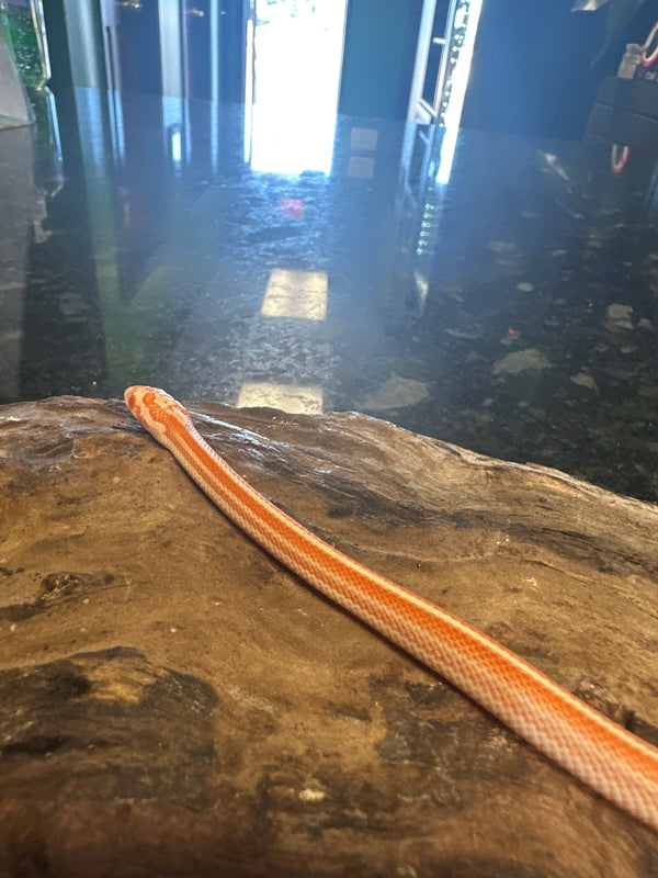 Amel Tessera Motley M Cornsnake