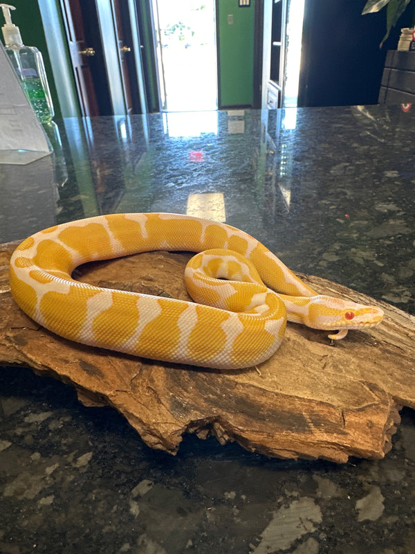 Male Tiger Albino Ball Python