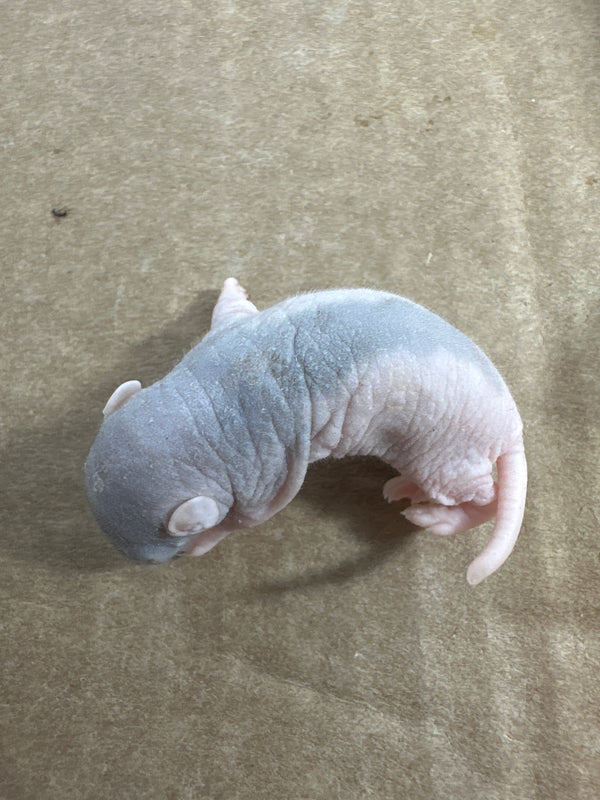 Frozen Rat - Pup