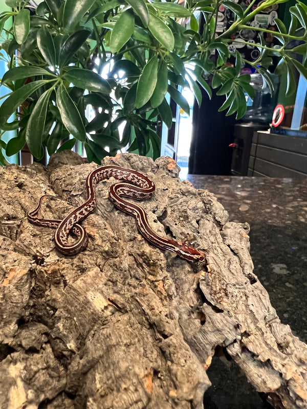 Tessera het Albino Cornsnake (Pantherophis guttatus)
