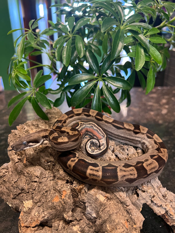 Motley Boa (Boa constrictor imperator)
