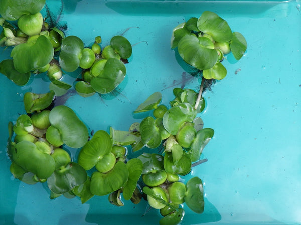Water Hyacinth