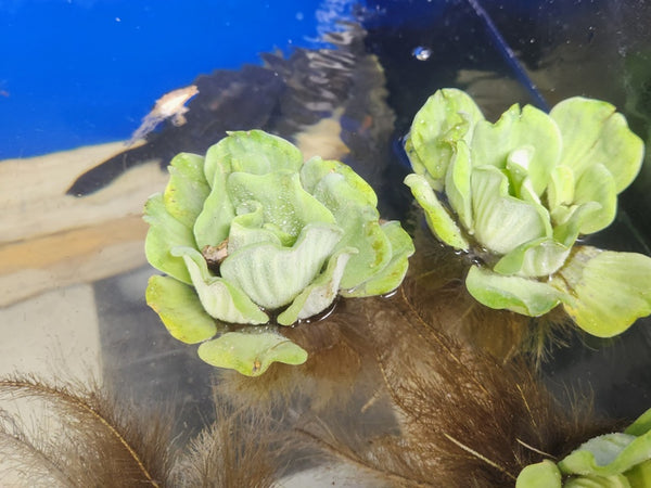 Water Lettuce