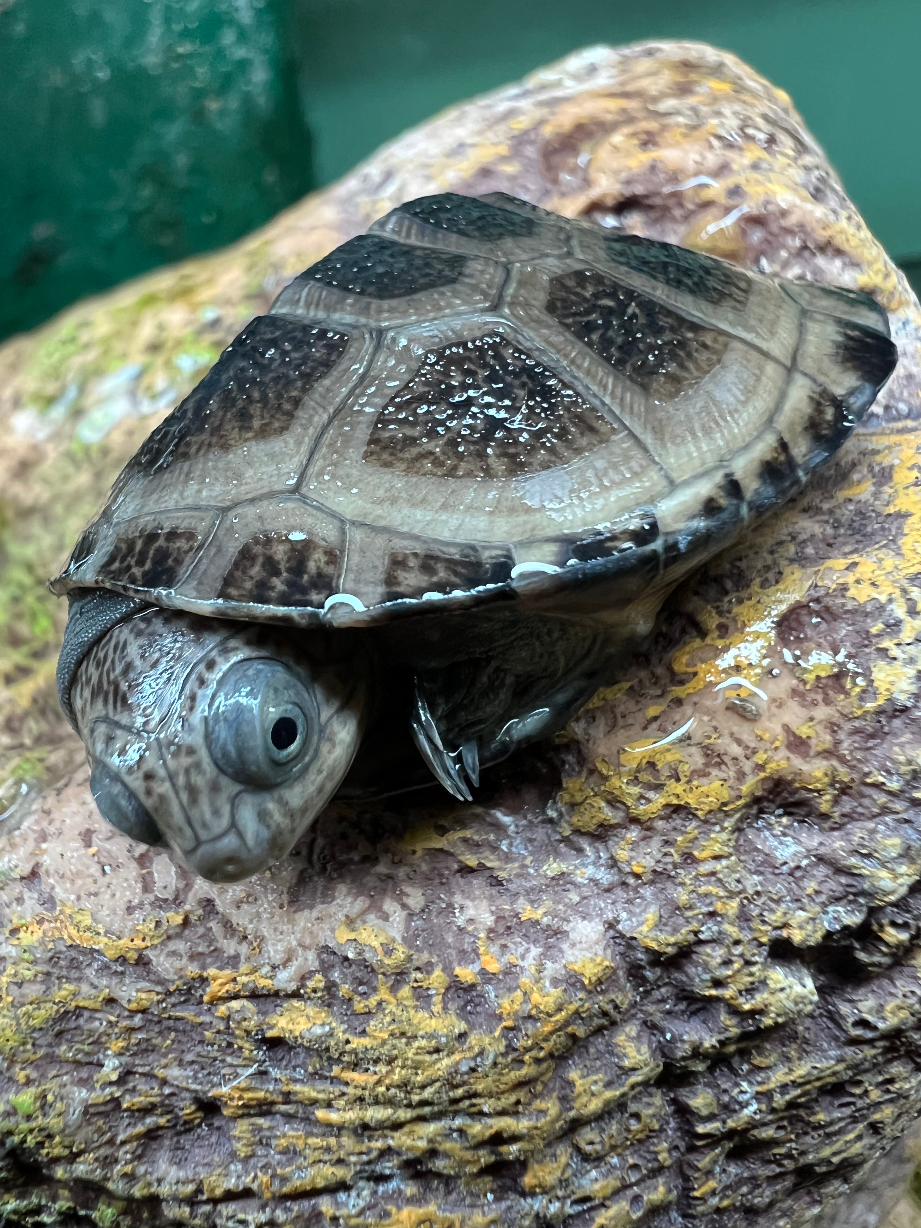 African Dwarf Mud Turtle (Pelusios nanus) – Cold Blooded Kingdom