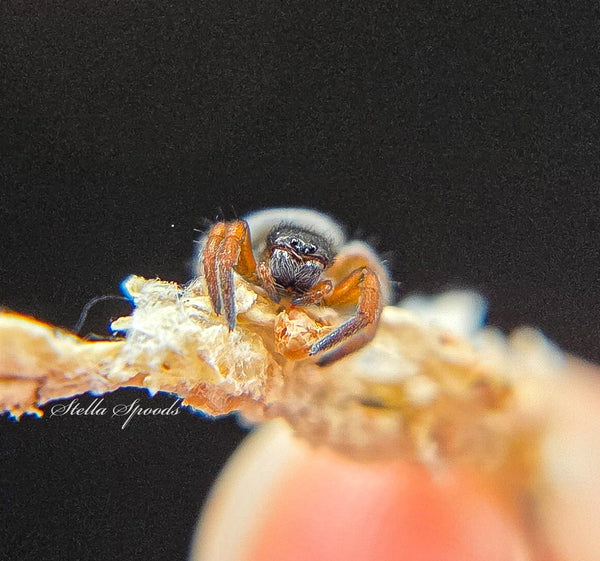 South African Velvet Spider (Gandanameno echinata)