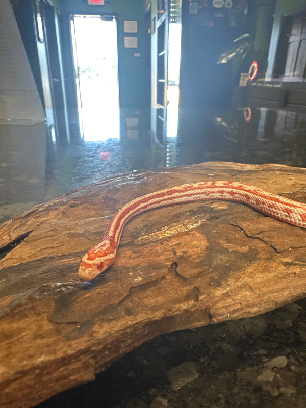 Amel Tessera Het Motley Pos Het Anery (Female) Cornsnake