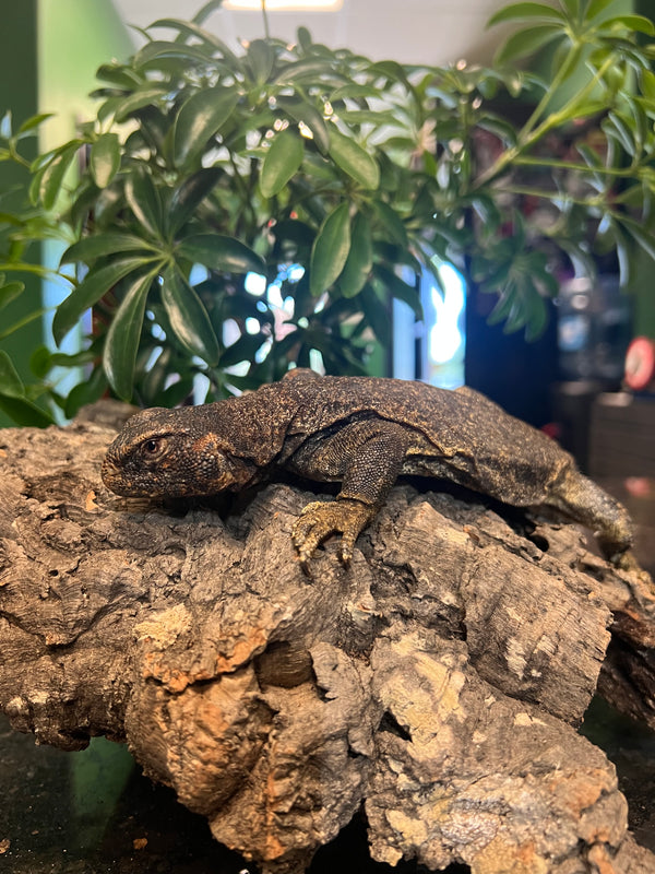 Giant Saudi Arabian Uromastyx (Uromastyx microlepis)