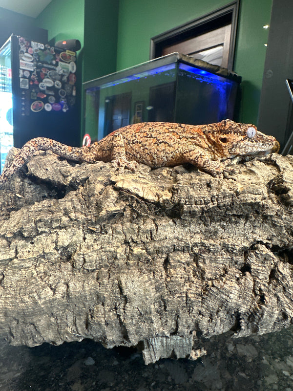 Reticulated Gargoyle Gecko - Female