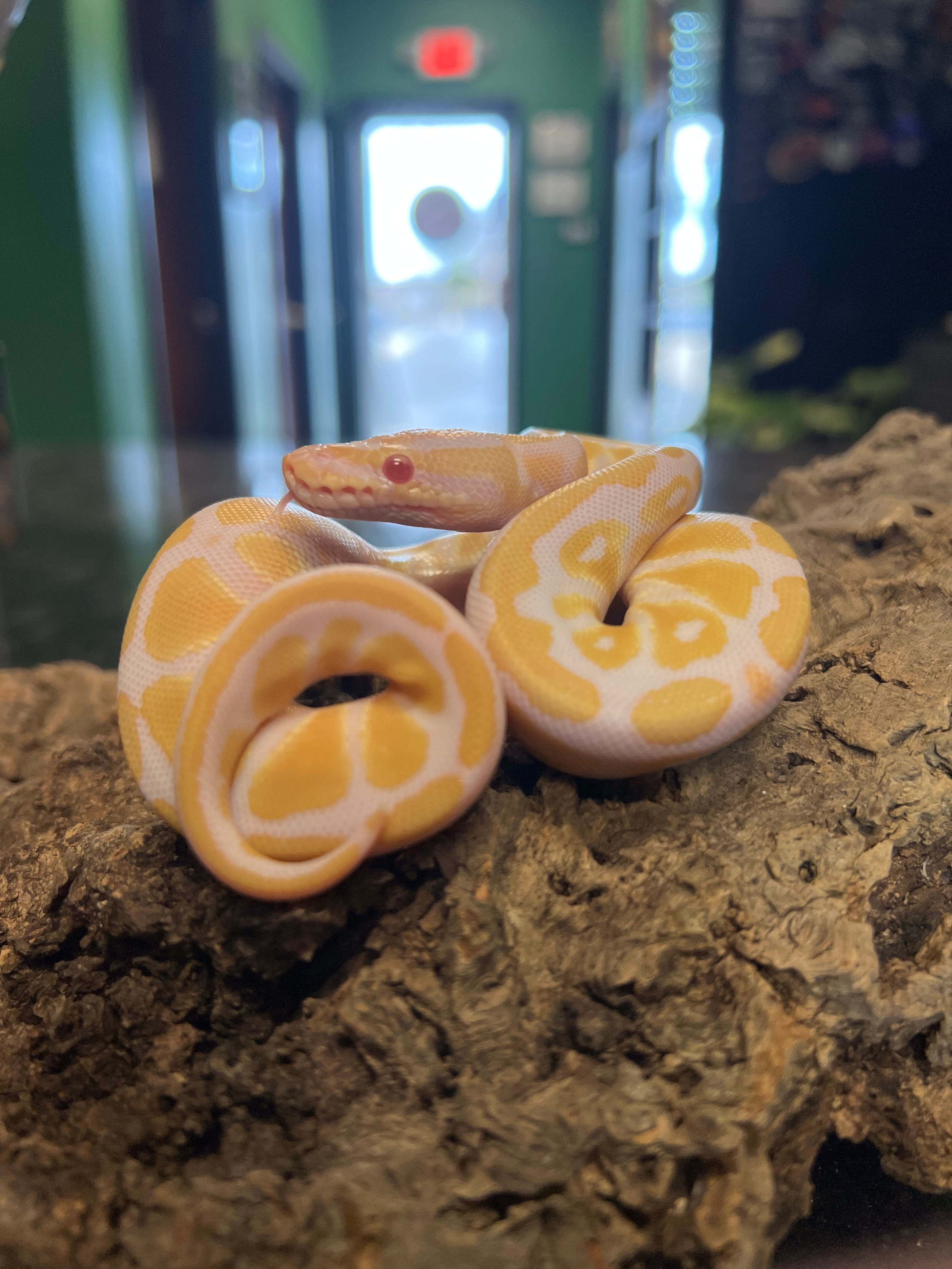 Albino Ball Python - Female – Cold Blooded Kingdom