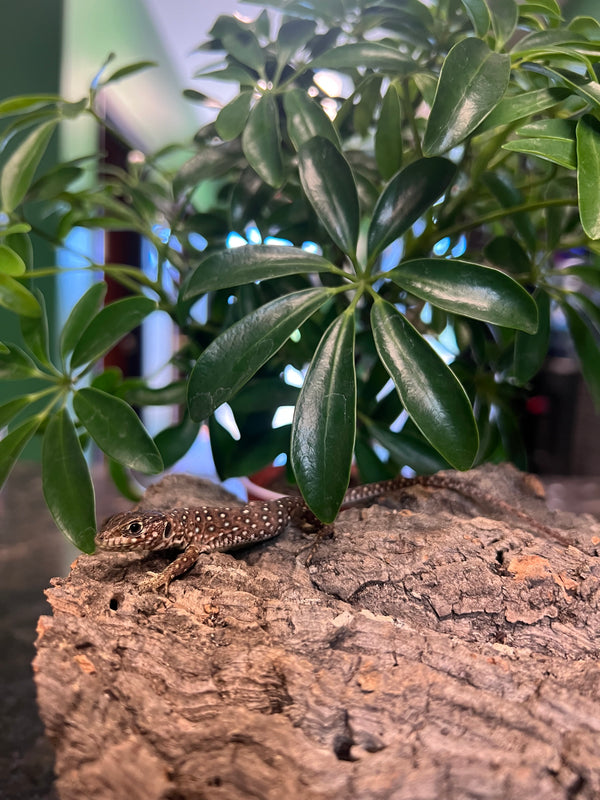 Captive-Bred Jeweled Lacerta (Timon lepidus)