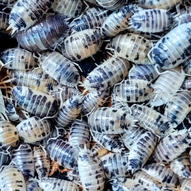 Porcellio Laevis “Dairy Cow” Isopods-10 ct.