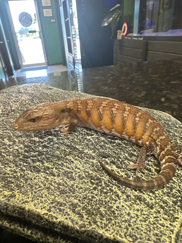 Baby Northern Blue Tongue Skink