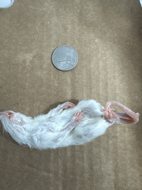 Frozen Rat - Weaned