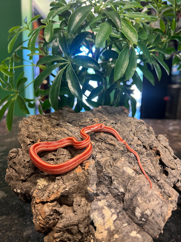 Striped Motley Sunrise Cornsnake (Pantherophis guttatus)