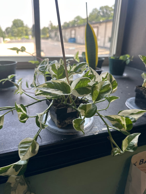 Pothos ‘N’Joy’ (Epipremnum aureum)