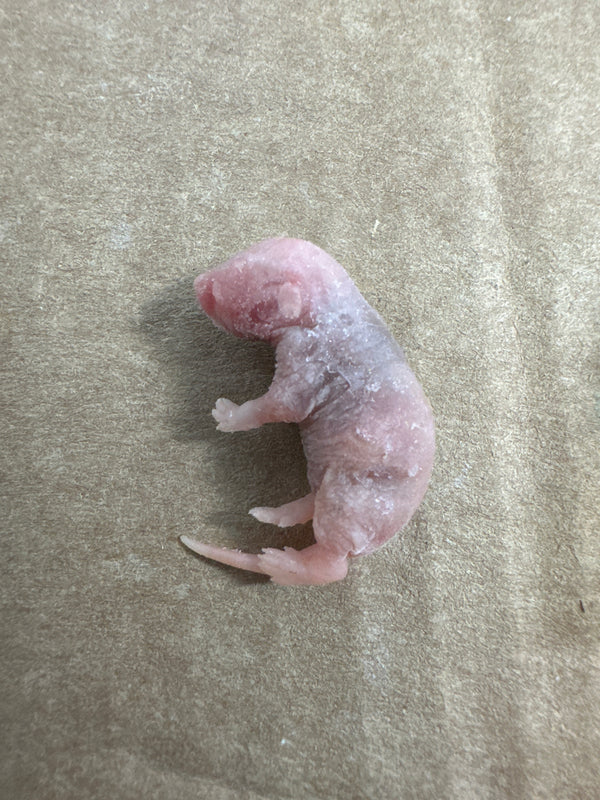 Frozen Rat - Pink