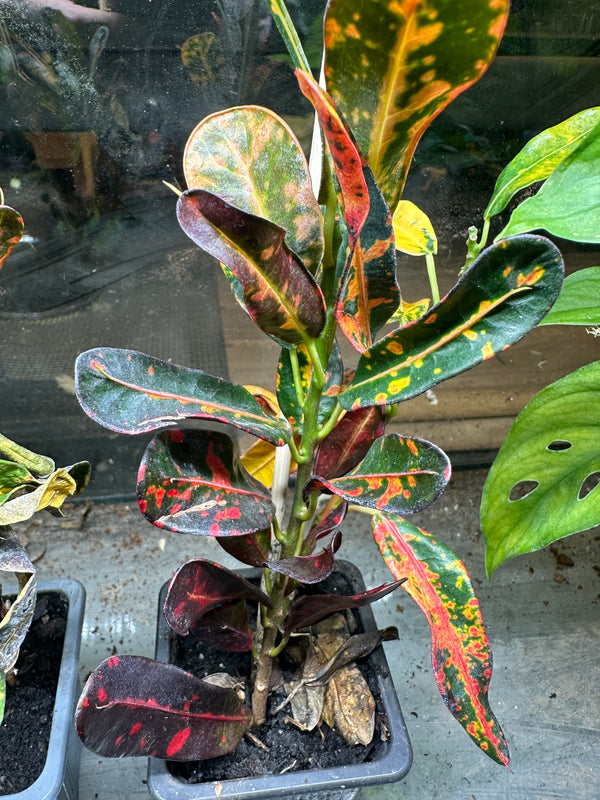 Croton (Codiaeum variegatum)