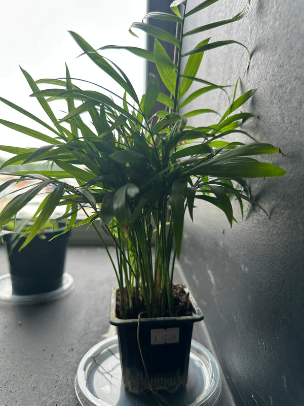 Parlor Palm (Chamaedorea elegans)