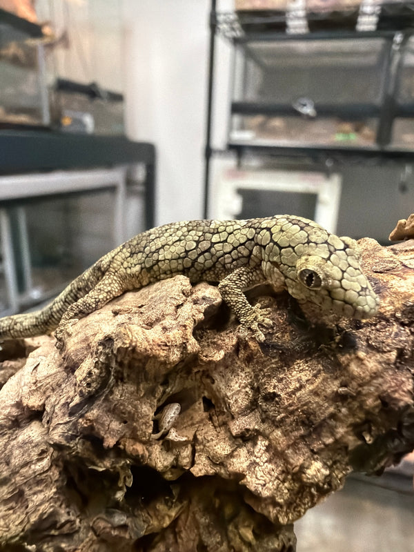 dracaena guianensis for sale Baby Caiman Lizard (Dracaena guianesis) – Cold Blooded Kingdom