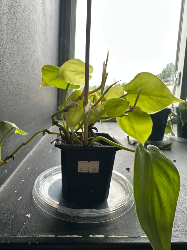 Golden Pothos (Epipremnum aureum) – Live Terrarium Plant