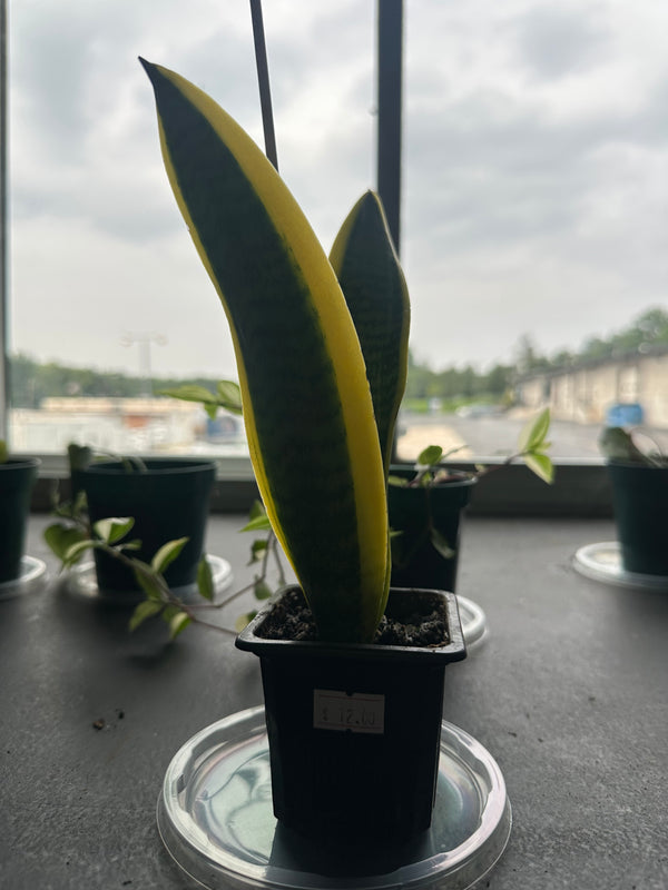 Snake Plant (Sansevieria Laurentii)