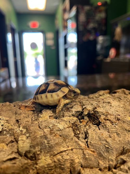 Turtles & Tortoises  Cold Blooded Kingdom