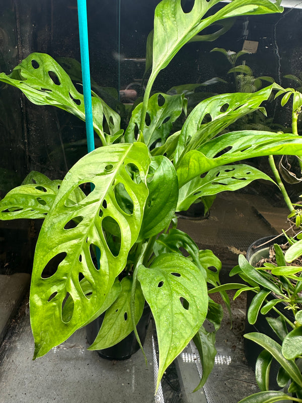 Monstera adansonii (Swiss Cheese Plant)