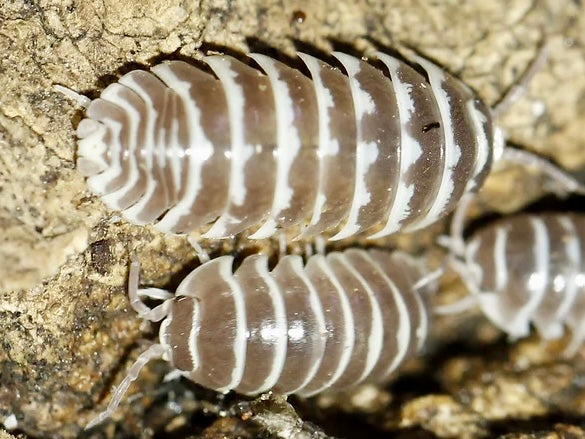 Armadillidium maculatum "Chocolate Zebra” -10 ct.