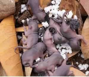 Live Rat - Pup