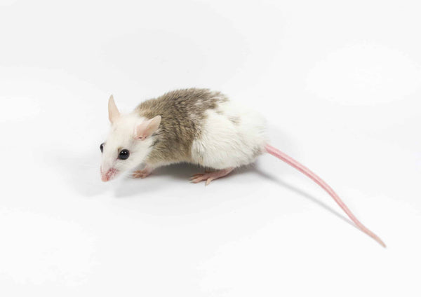 Live African Soft Furred Rat