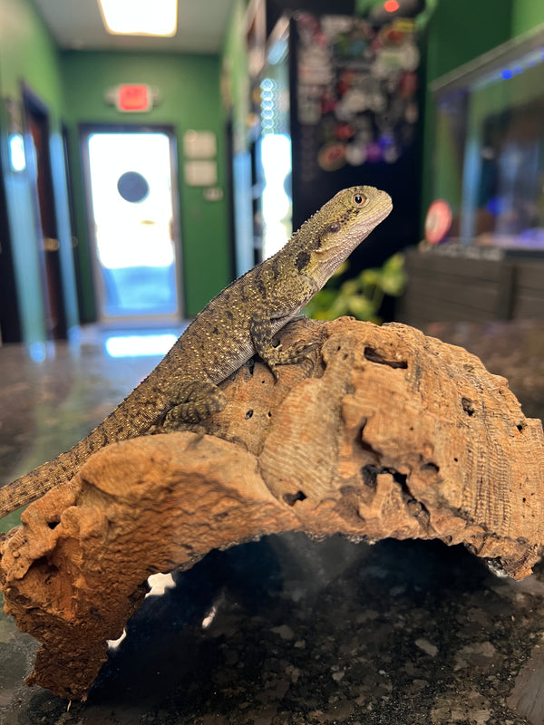 Australian Water Dragon (Intellagama lesueurii)