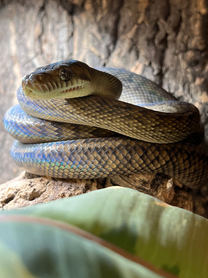 Scrub Python Map Merauke Scrub Python – Cold Blooded Kingdom