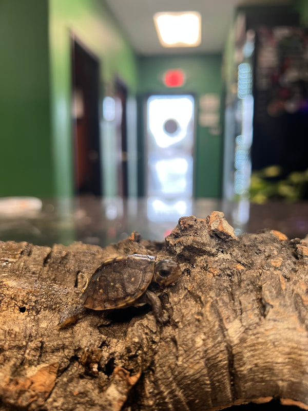 Hatchling Three-Toed Box Turtle (Terrapene triunguis)