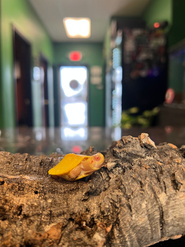 Baby Albino Red Ear Slider (Trachemys scripta elegans)