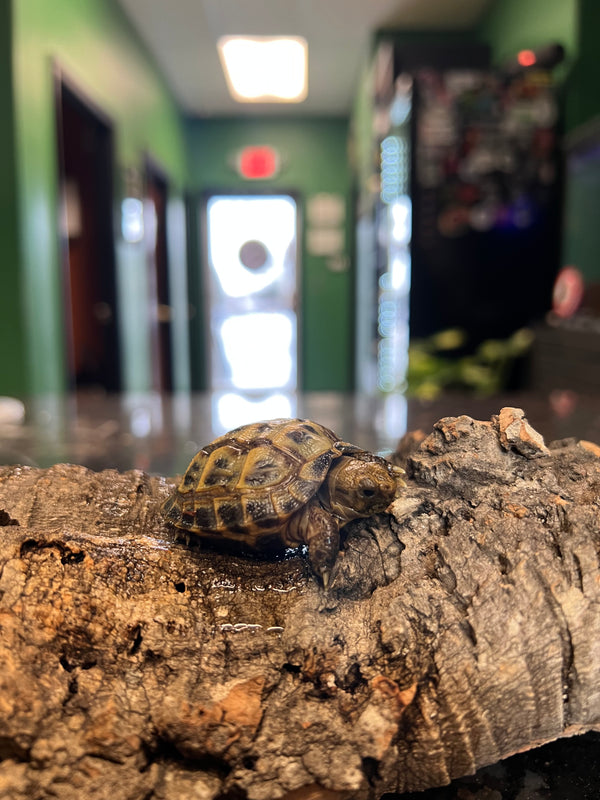 CBB Baby Russian Tortoise (Testudo
horsfieldii)