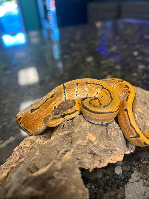 Pinstripe Orange Dream 66%
Het Clown Ball Python Female