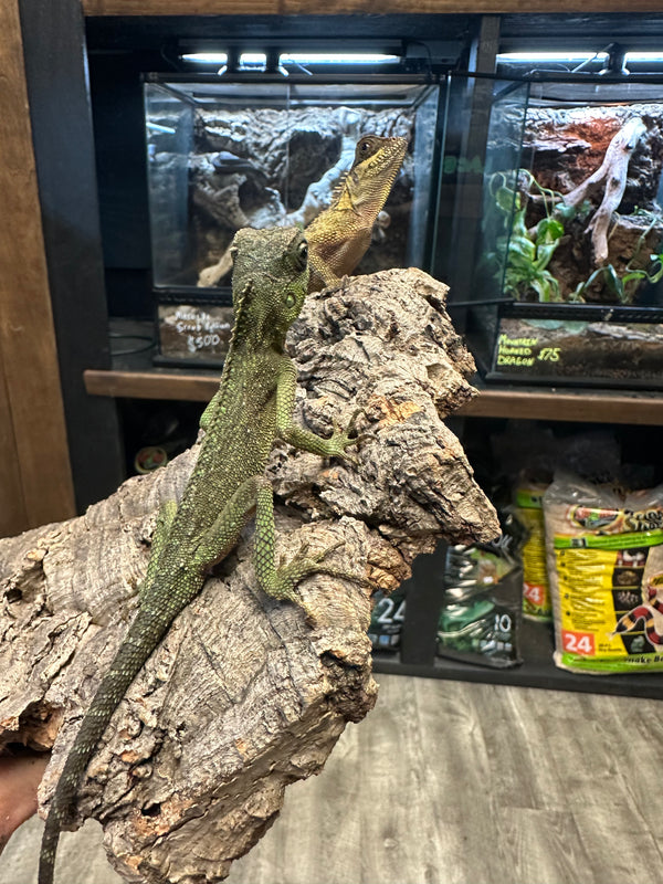 Mountain Horned Dragon