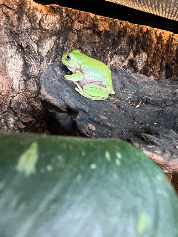 Australian Blue White’s Tree Frog (Litoria caerulea)
