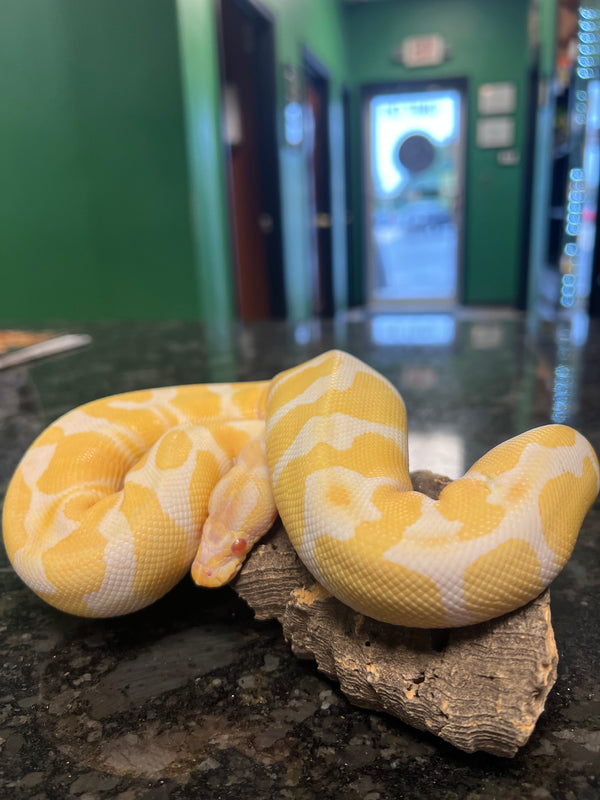 Albino Ball Python Male