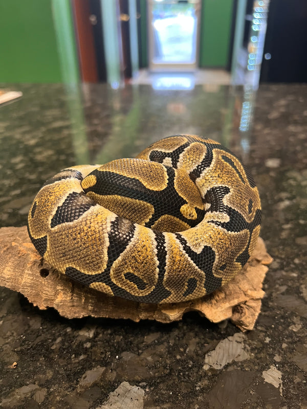 Enchi Ball Python