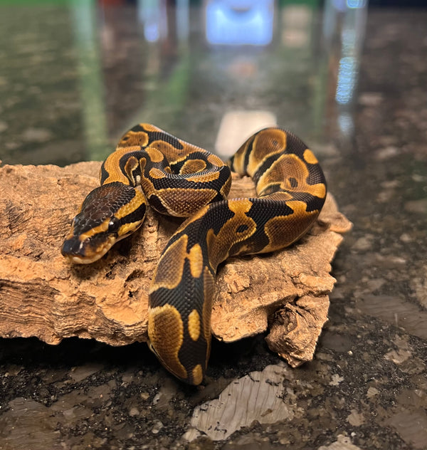 Ball Python Het Albino