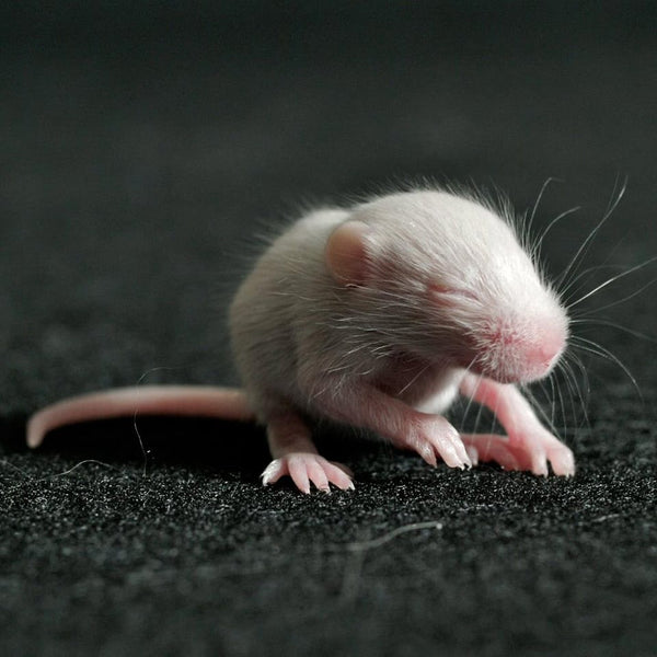 Live Rat - Crawler
