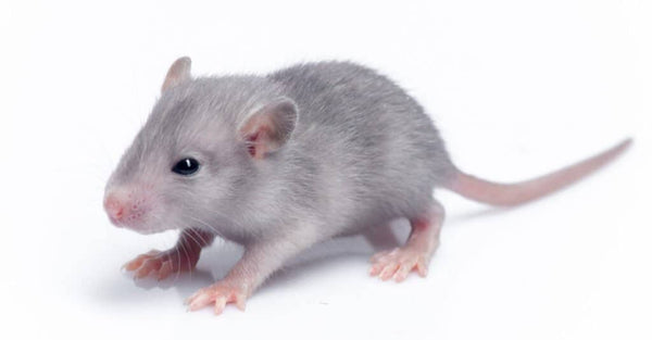Live Rat - Small