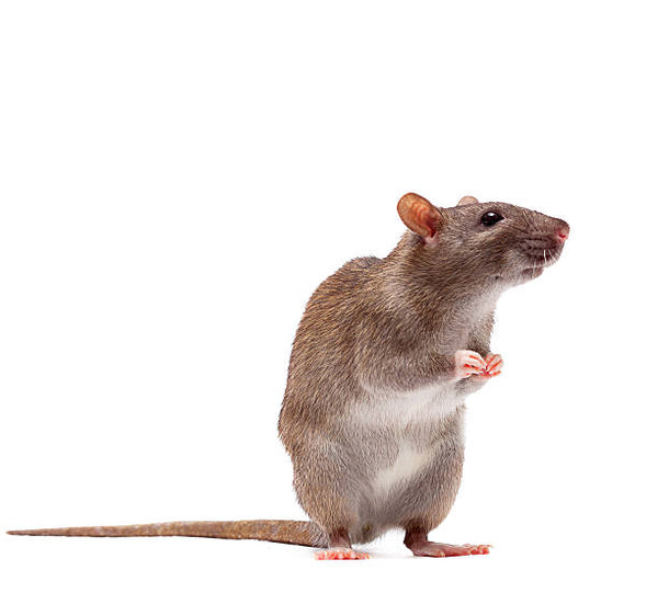 Live Rat - Medium